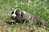 AMSTAFF  PUPPIES 219